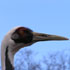 Vogels in Nederland 