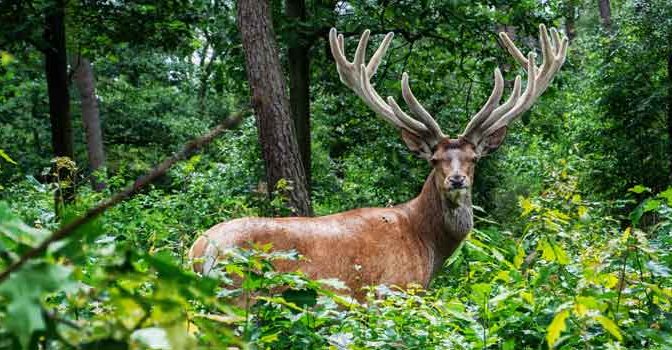 Veluwe Bezienswaardigheden